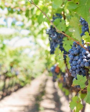 El Renacer Vitivinícola de Victoria: Un Brindis por la Tradición Entrerriana